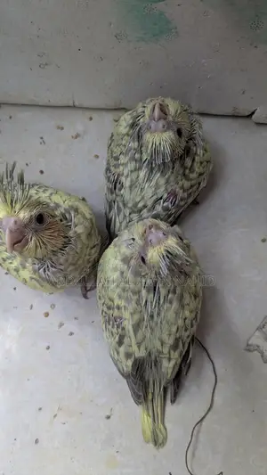 ককাটেল পাখি