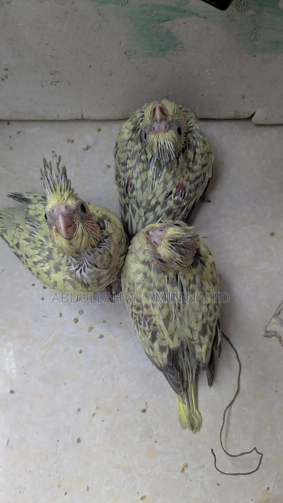 ককাটেল পাখি