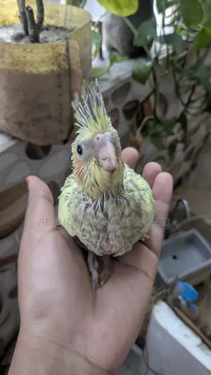 ককাটেল পাখি