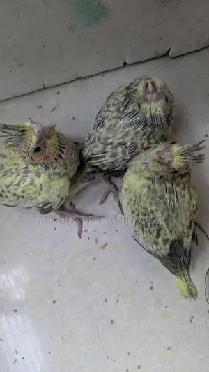 ককাটেল পাখি