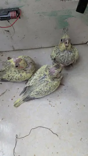 ককাটেল পাখি