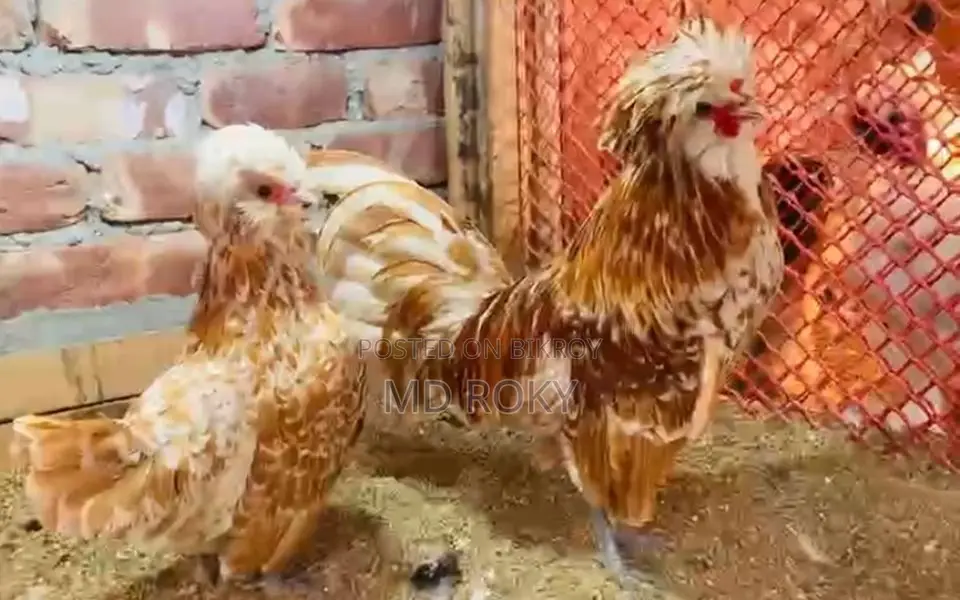Laying Hens Laying Eggs