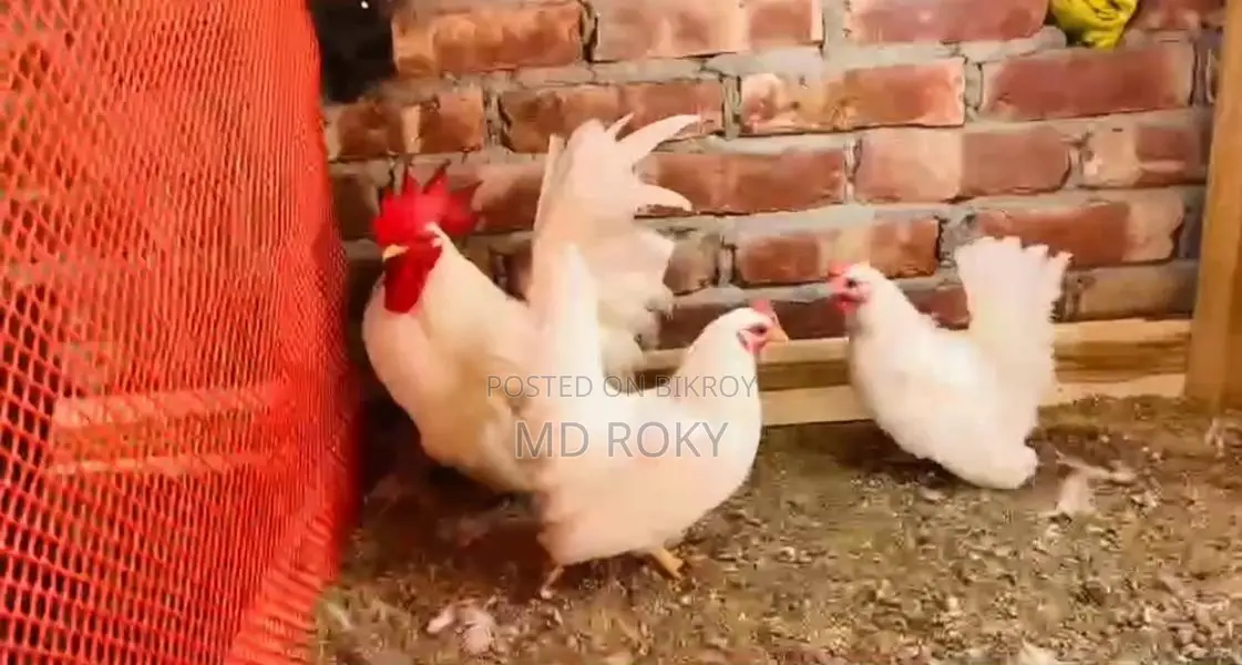 Laying Hens Laying Eggs