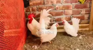 Laying Hens Laying Eggs