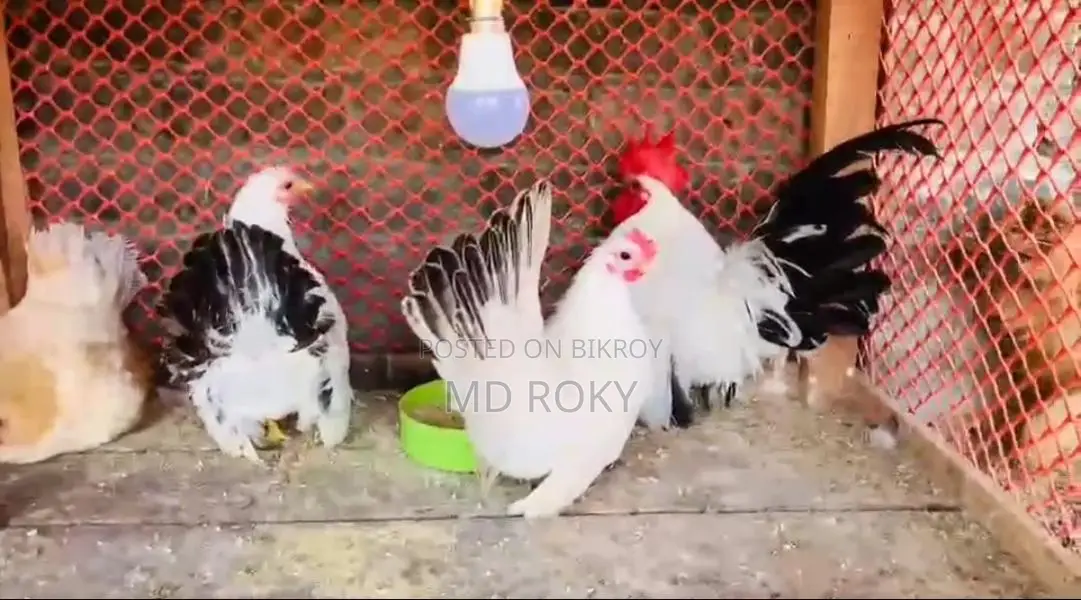 Laying Hens Laying Eggs