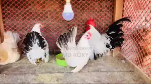 Laying Hens Laying Eggs