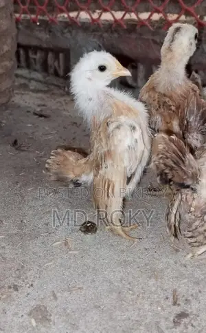 Laying Hens Laying Eggs