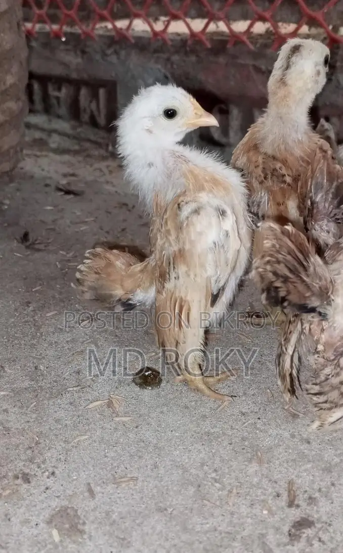 Laying Hens Laying Eggs
