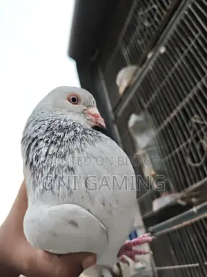 জিরো গলা নর