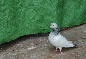 জিরো গলা নর