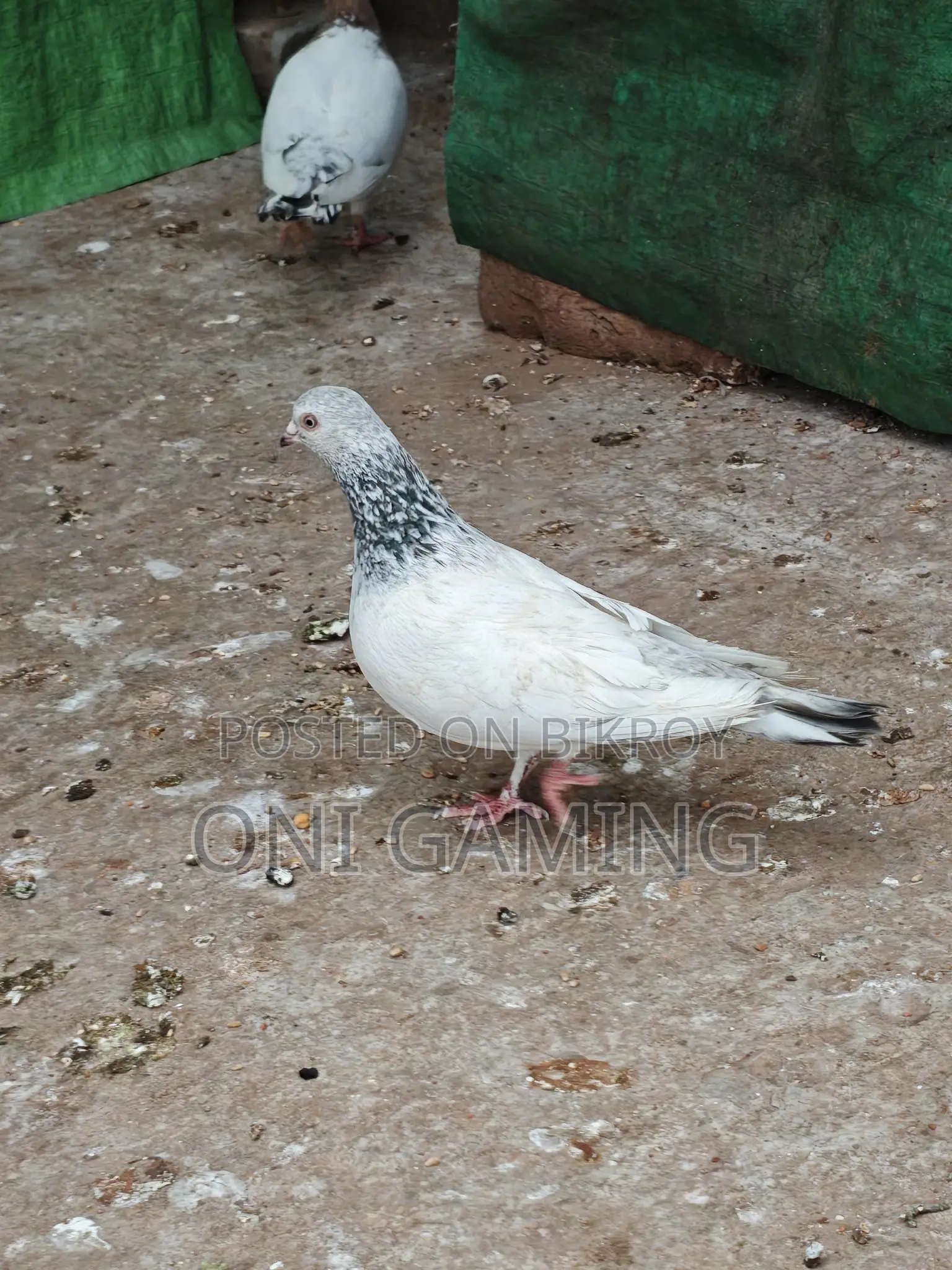 জিরো গলা নর