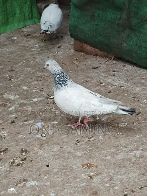 জিরো গলা নর