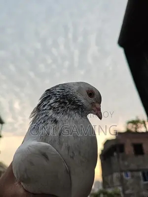 জিরো গলা নর