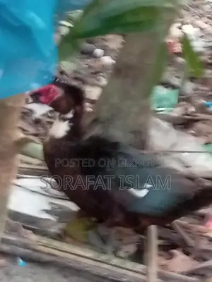 ছিনা মোদ্দা হাঁস