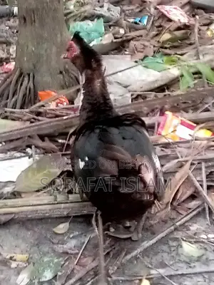 ছিনা মোদ্দা হাঁস