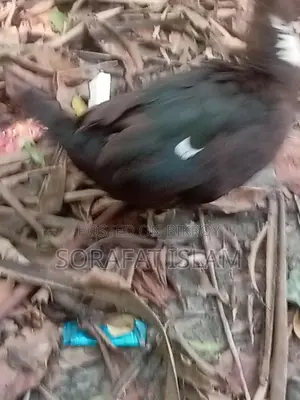 ছিনা মোদ্দা হাঁস