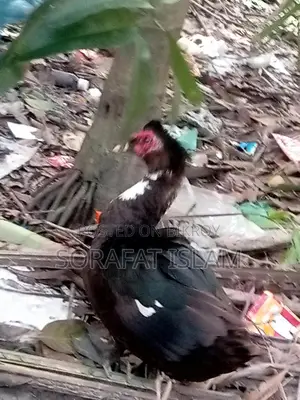 ছিনা মোদ্দা হাঁস