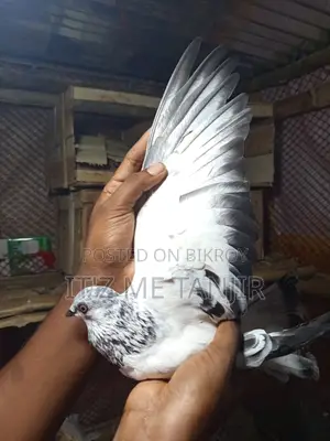 হাই ফ্লাইং বুদাপেস্ট মাদি