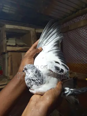 হাই ফ্লাইং বুদাপেস্ট মাদি