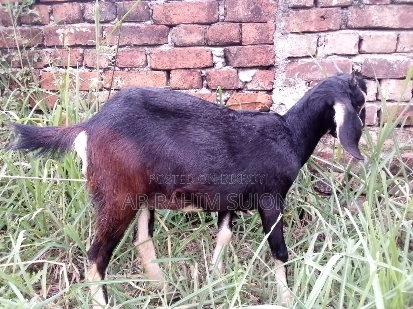 ৩টি ছাগি বিক্রয় করা হবে