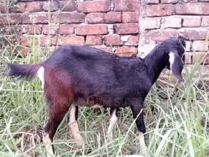 3 Female Goats for Sale