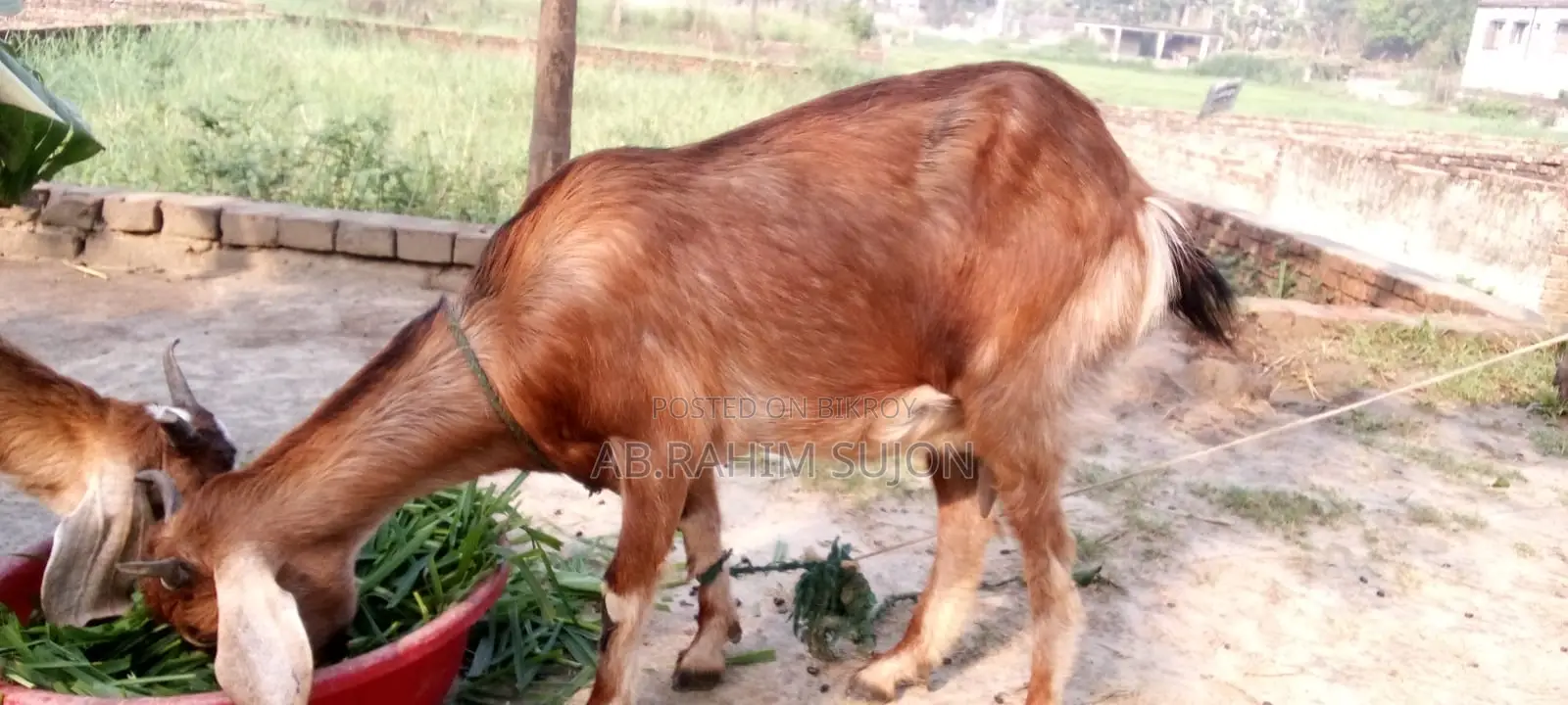৩টি ছাগি বিক্রয় করা হবে
