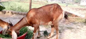 ৩টি ছাগি বিক্রয় করা হবে