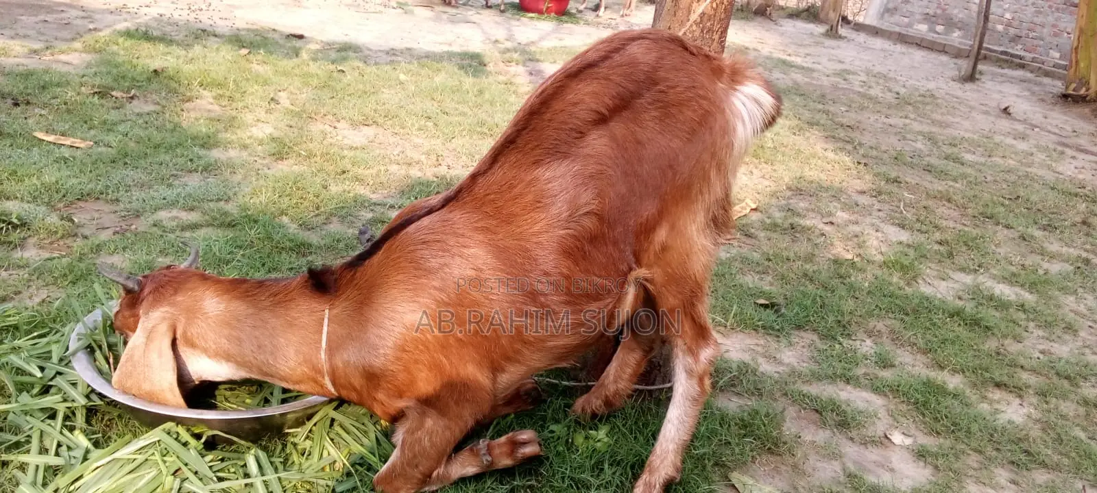৩টি ছাগি বিক্রয় করা হবে