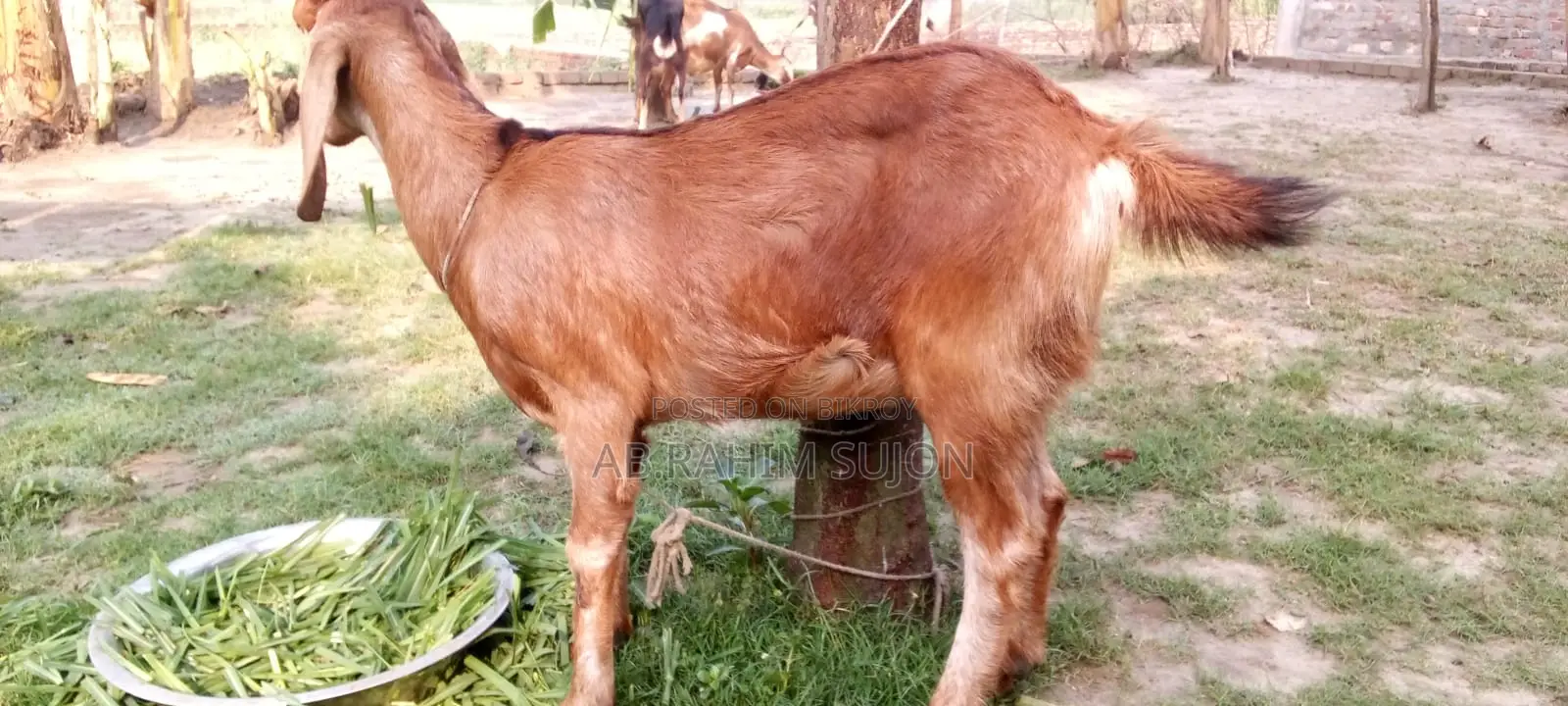 ৩টি ছাগি বিক্রয় করা হবে
