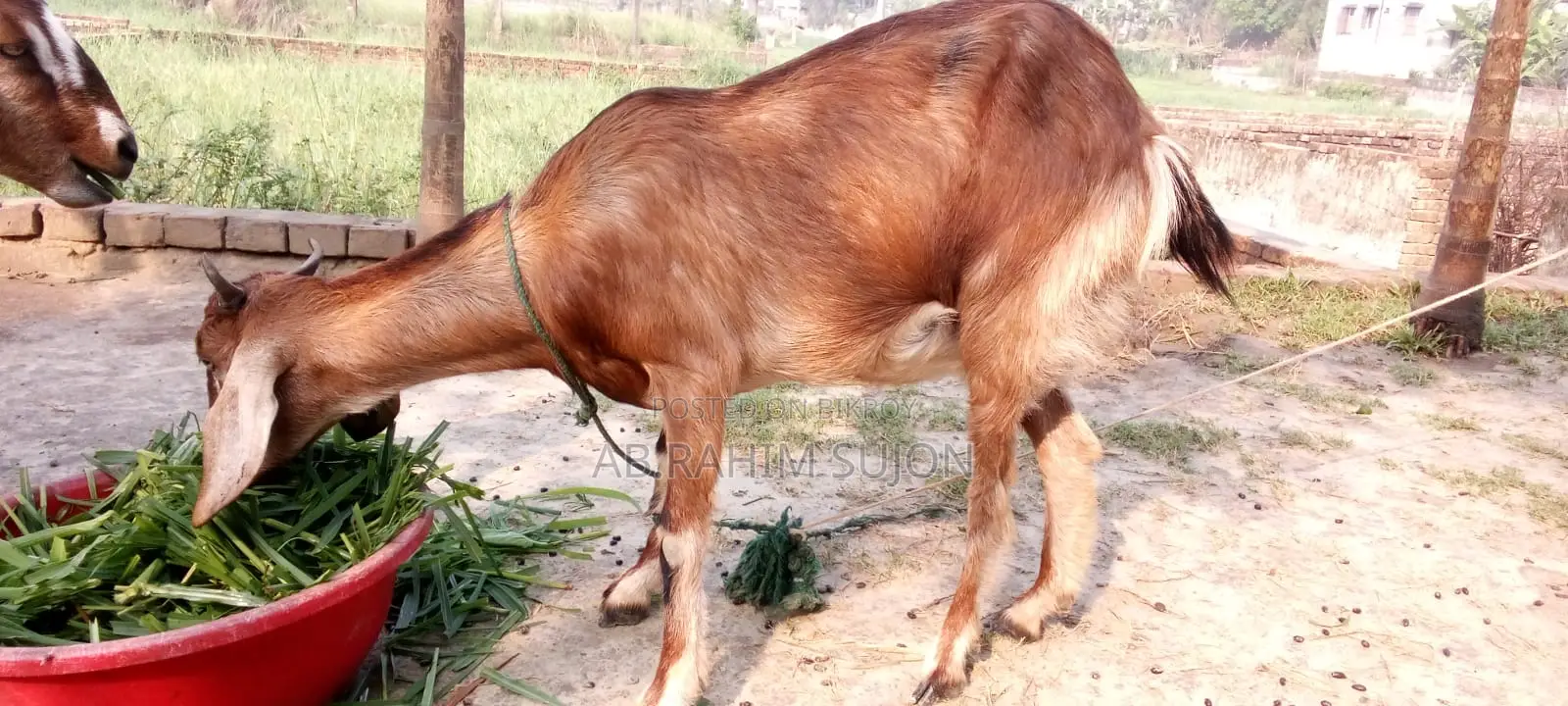 ৩টি ছাগি বিক্রয় করা হবে
