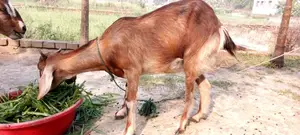 ৩টি ছাগি বিক্রয় করা হবে