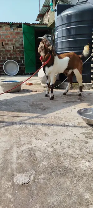 Local Male Goat