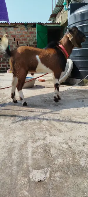 Local Male Goat