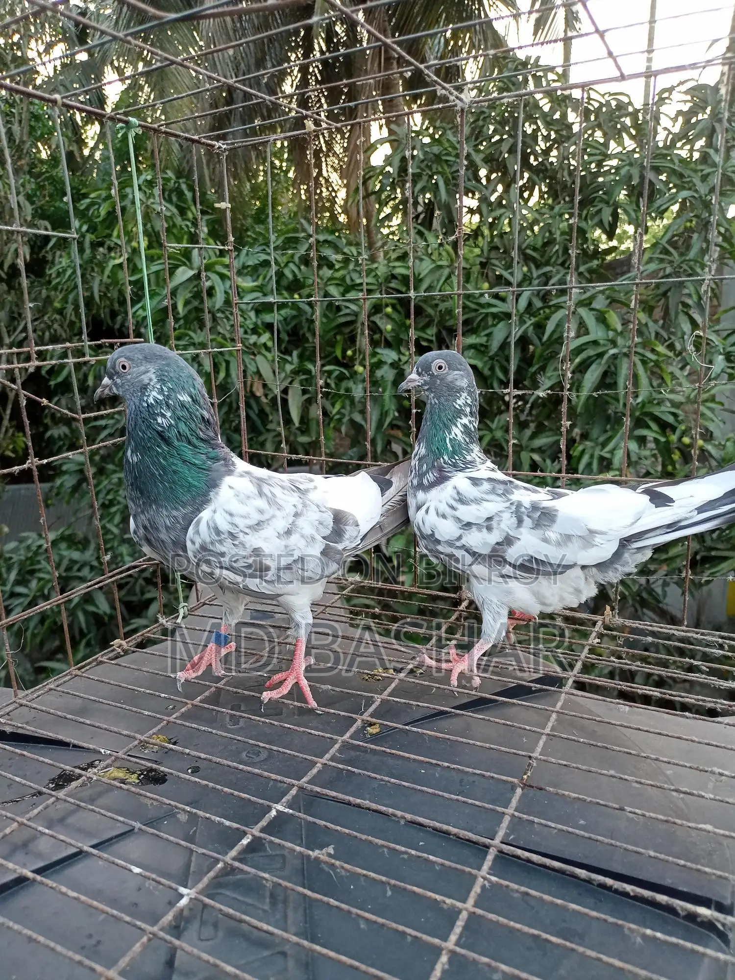 1 pair of original Kamagar, 1 piece Kamagar rooster