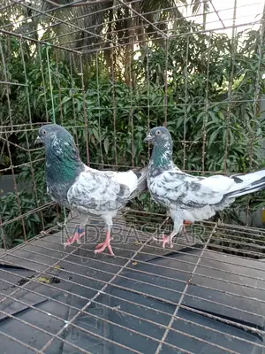 1 pair of original Kamagar, 1 piece Kamagar rooster