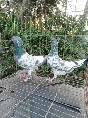 1 pair of original Kamagar, 1 piece Kamagar rooster