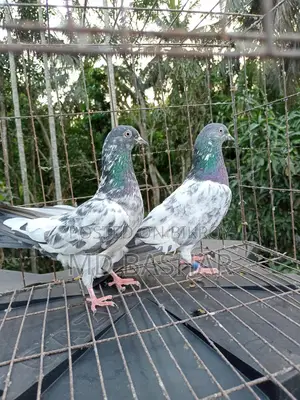 1 pair of original Kamagar, 1 piece Kamagar rooster
