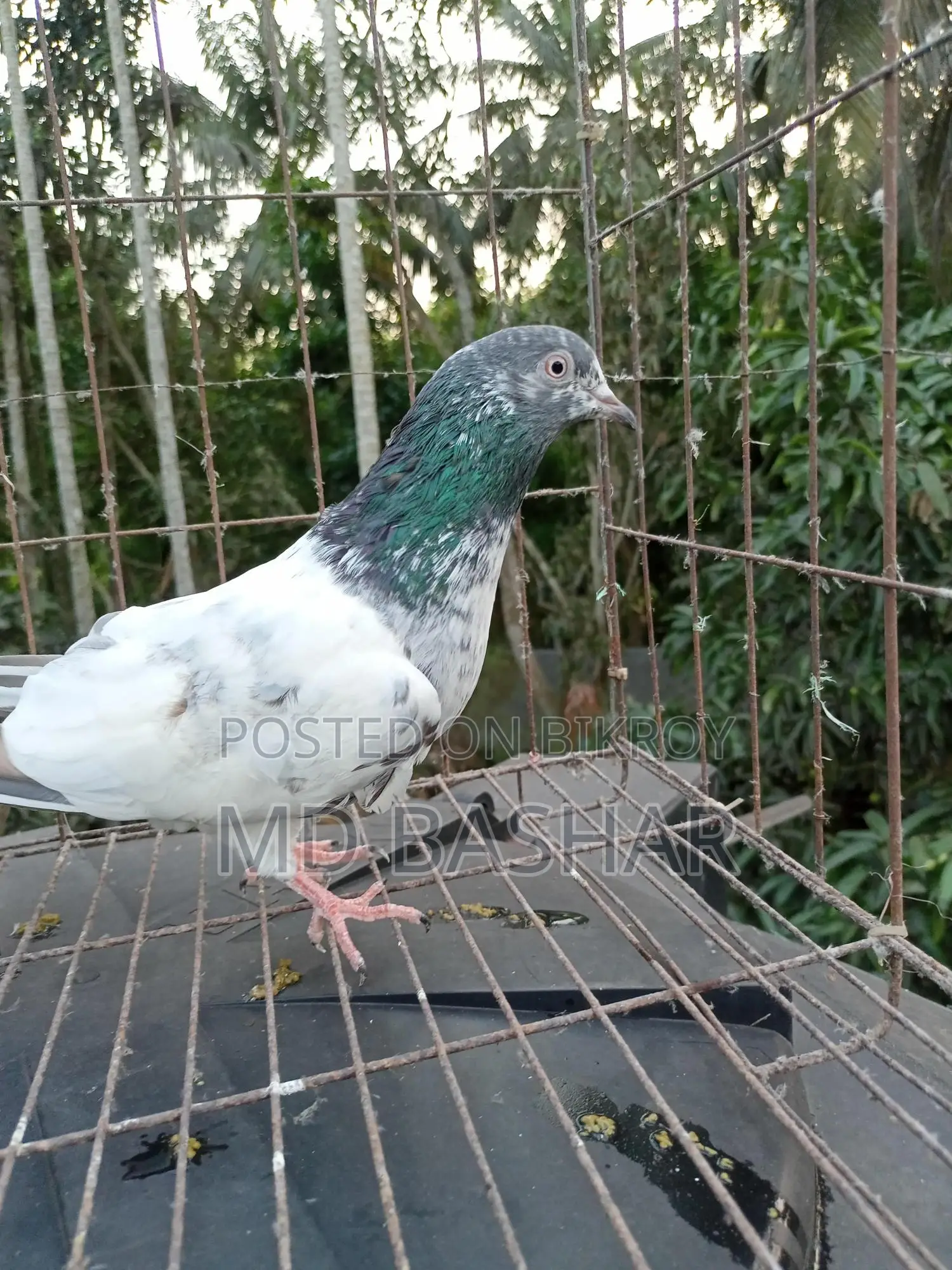 1 pair of original Kamagar, 1 piece Kamagar rooster