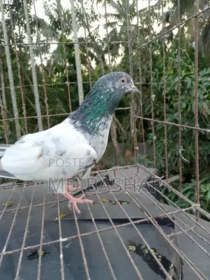 1 pair of original Kamagar, 1 piece Kamagar rooster
