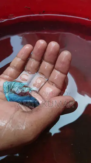 Fighter, Betta Fish