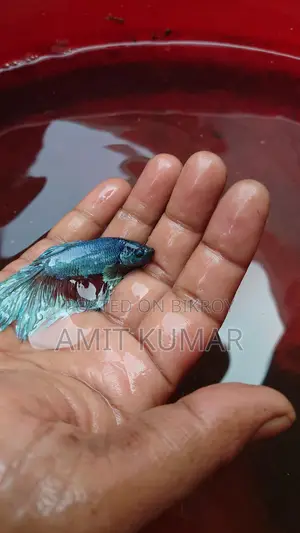 Fighter, Betta Fish