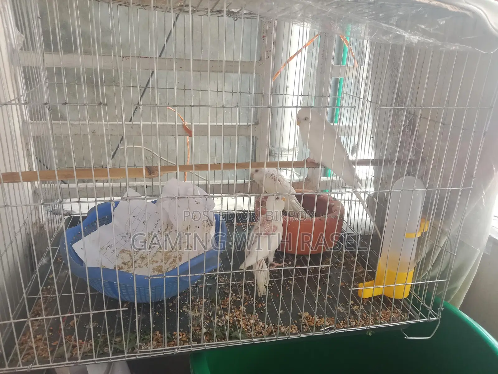 Budgie Bird