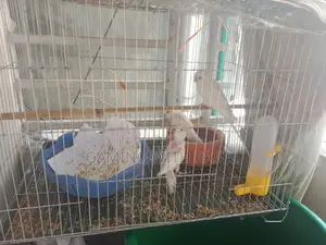 Budgie Bird
