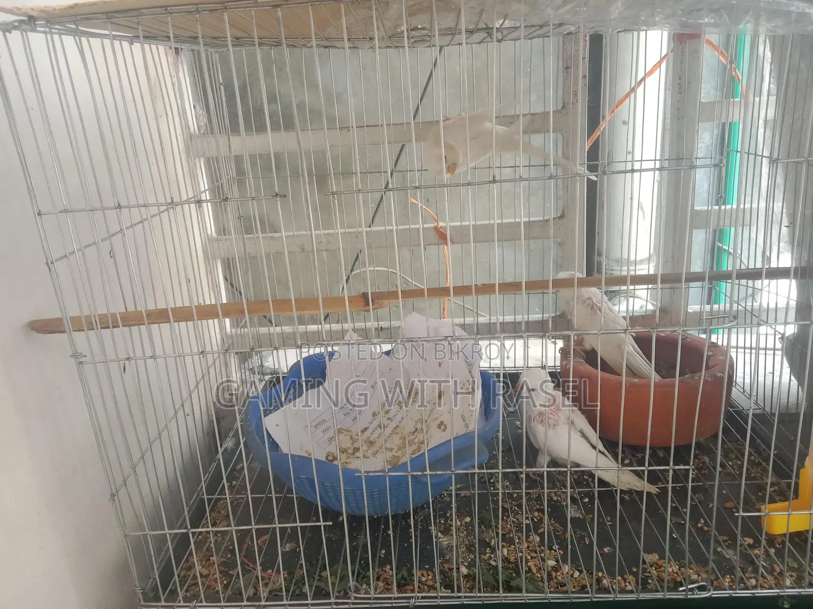 Budgie Bird