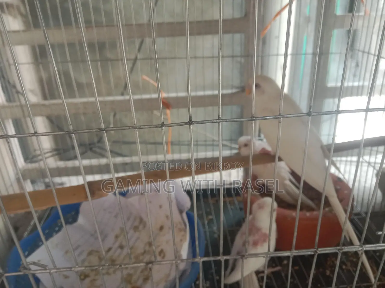 Budgie Bird