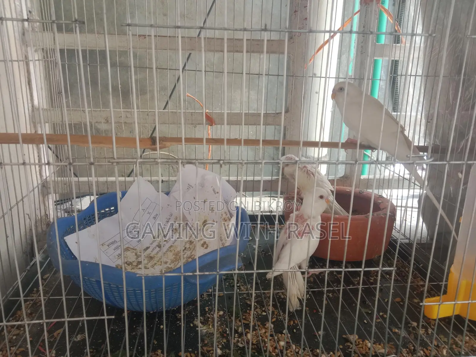 Budgie Bird