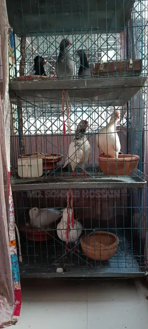ভালো জাতের দেশি কবুতর।