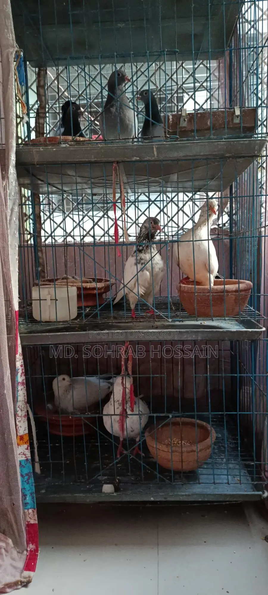 ভালো জাতের দেশি কবুতর।