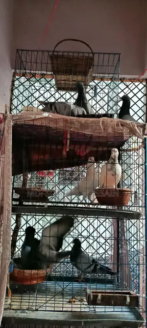 ভালো জাতের দেশি কবুতর।