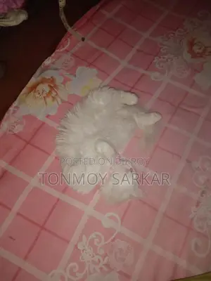 Persian Cat